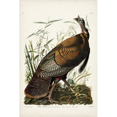 Red Barrel Studio® Pl 1 Wild Turkey On Canvas by James Audubon